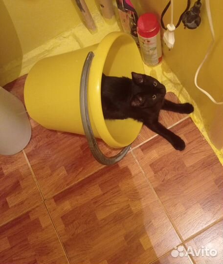 Ищу любящее сердце и добрые руки