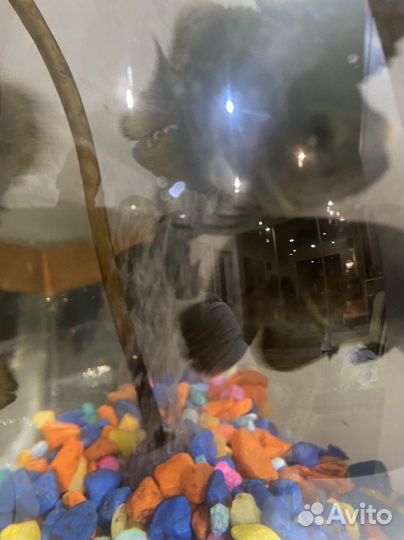 Астронотус