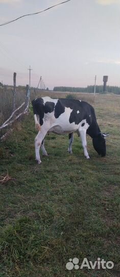 Корова хорошая дойная