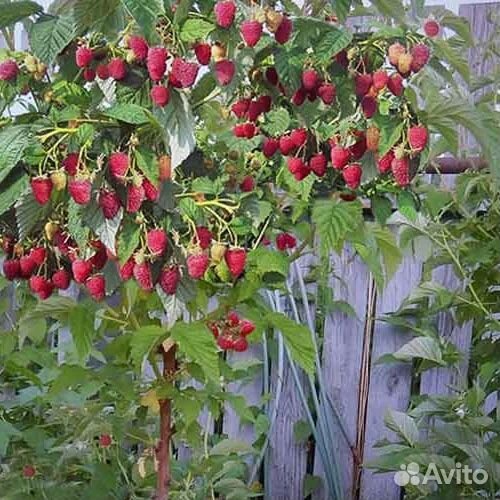 Элитный сорт, малина Таруса, зкс