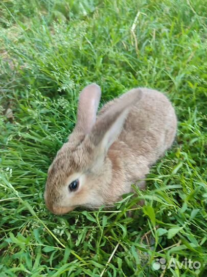 Кролики 3 месяца