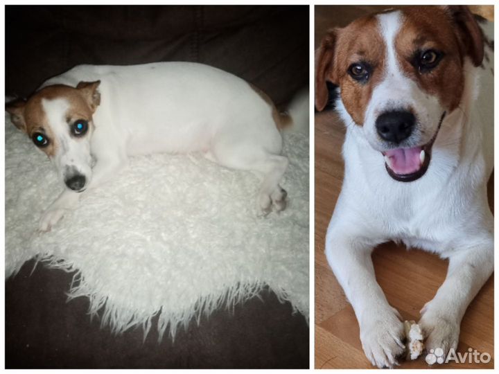 Джек Рассел терьер