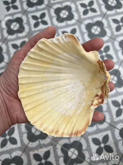 Морские ракушки в коллекцию