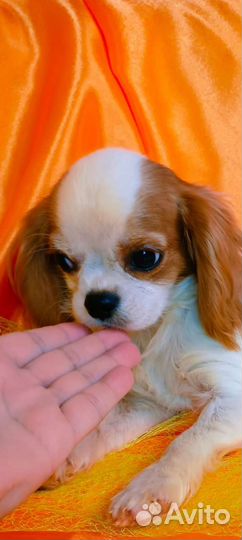 Кавалерушка ккчс и не только