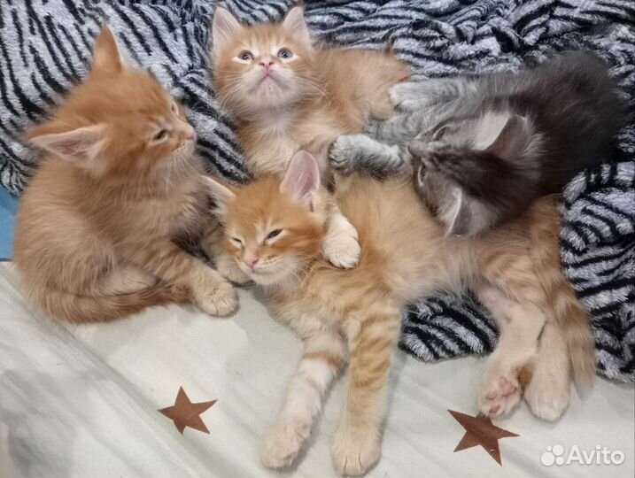 Котята мейн-кун