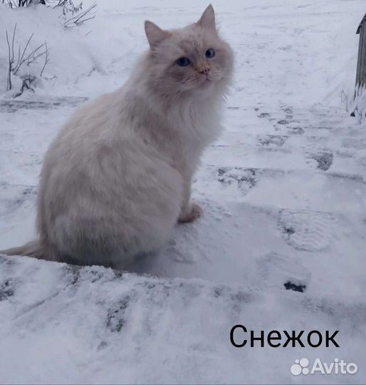 Кошки бесплатно