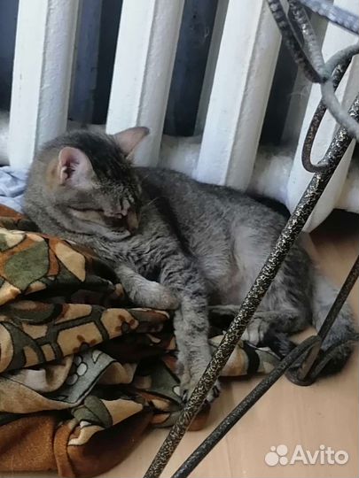 Кошка