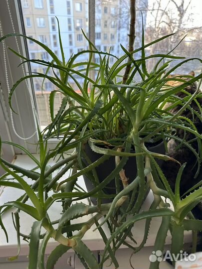 Алоэ столетник отростки