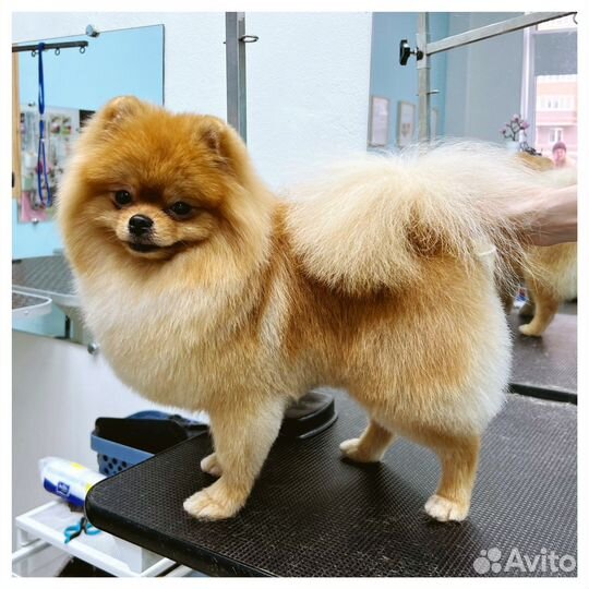 Уход за животными