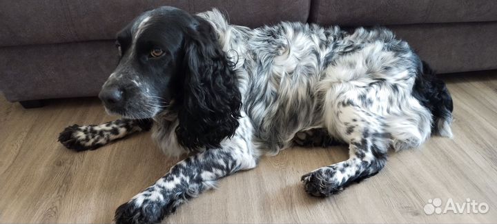 Русский спаниель вязка