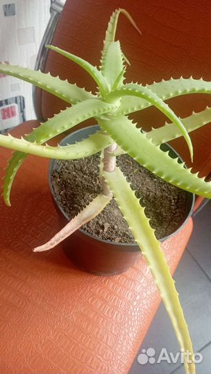 Алоэ столетник