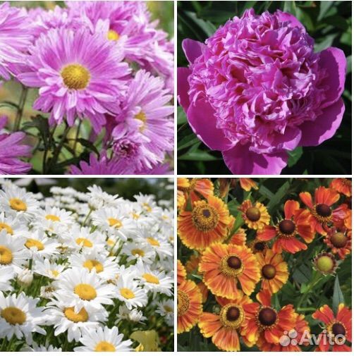 Многолетние растения, цветы