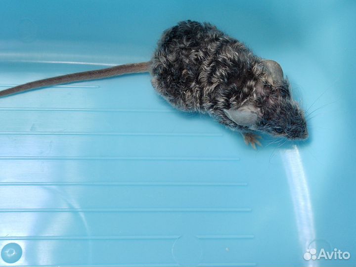 Декоративные мыши