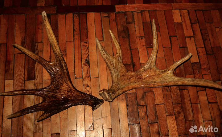 Рога лося.Рога для вина.Обмен