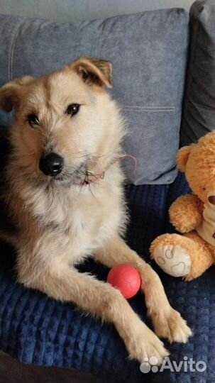 Собака Арфа в добрые руки