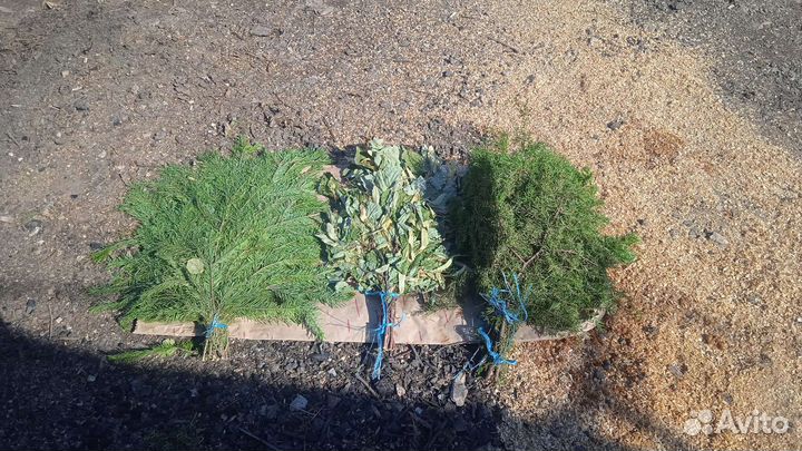 Веники для бани