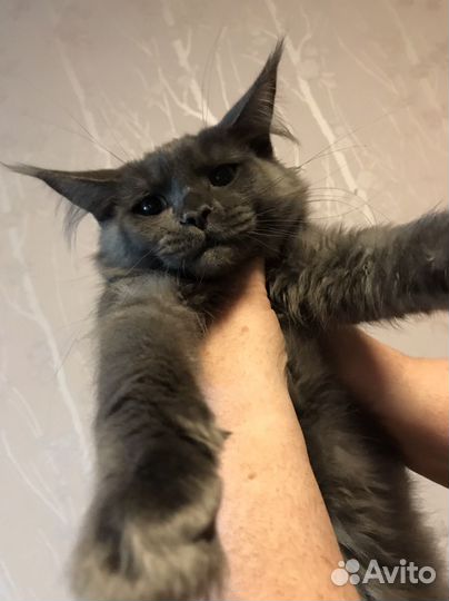 Котята мейн-кун