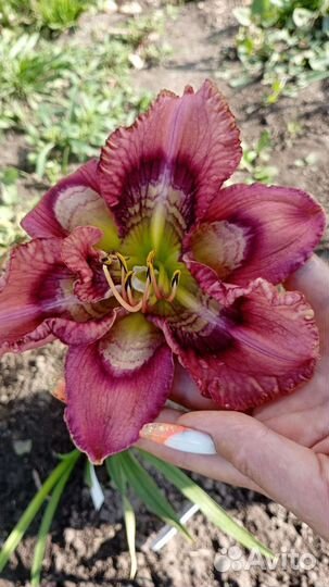 Лилейники структурные,последних лет селекции США