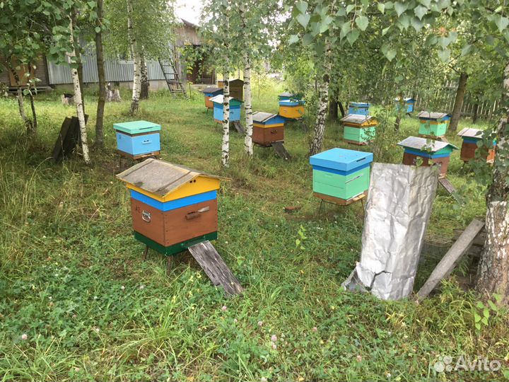 Пчелы