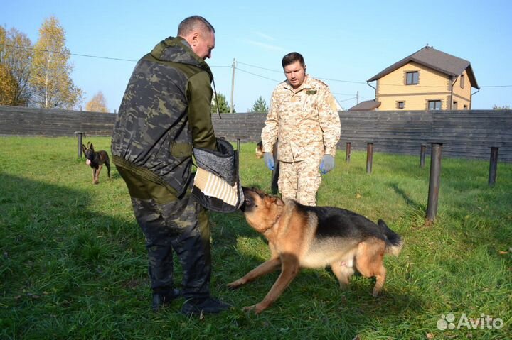 Дрессировка собак, кинолог