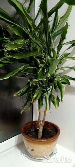 Продам цветы комнатные