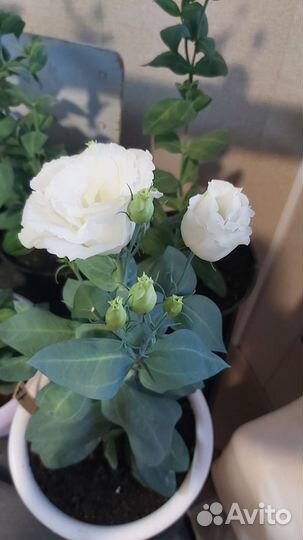 Цветы эустома