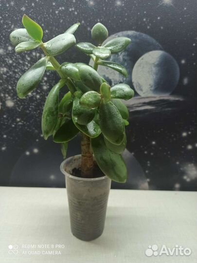 Денежное дерево толстянка
