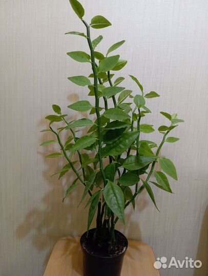 Педилантус обыкновенный