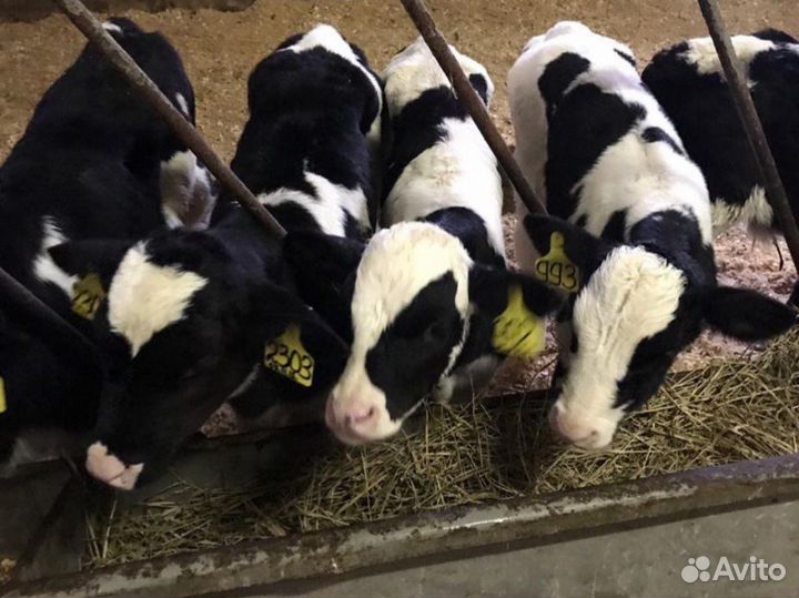 Бычки телята