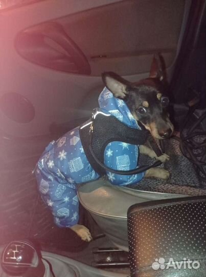 Комбинезон для маленьких собак