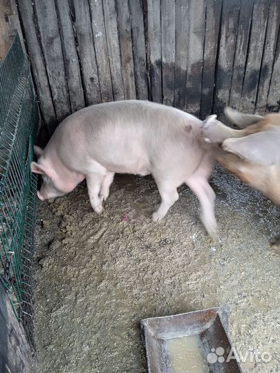 Продам свиней