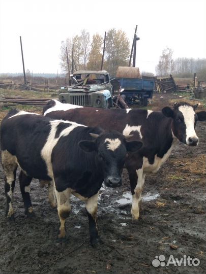 Коровы быки козы