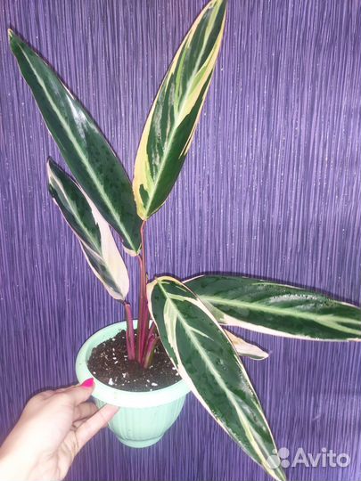 Строманта триколор