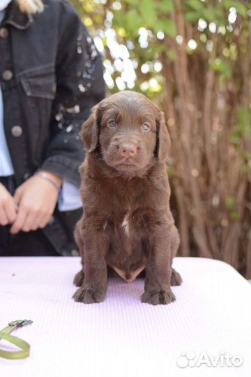 Лучшие из ретриверов