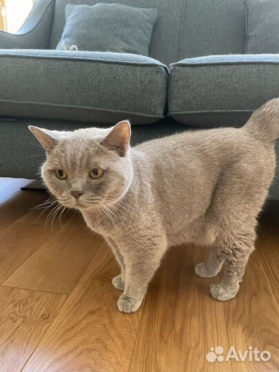 Британские домашние кошки в хорошие руки