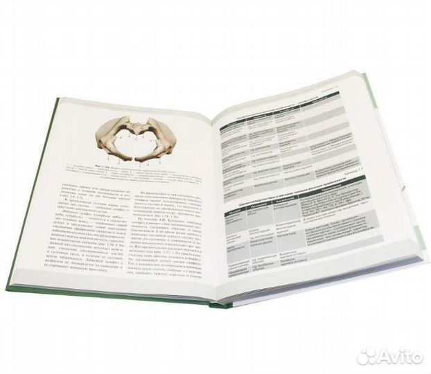 Клиническая анатомия женской промежности