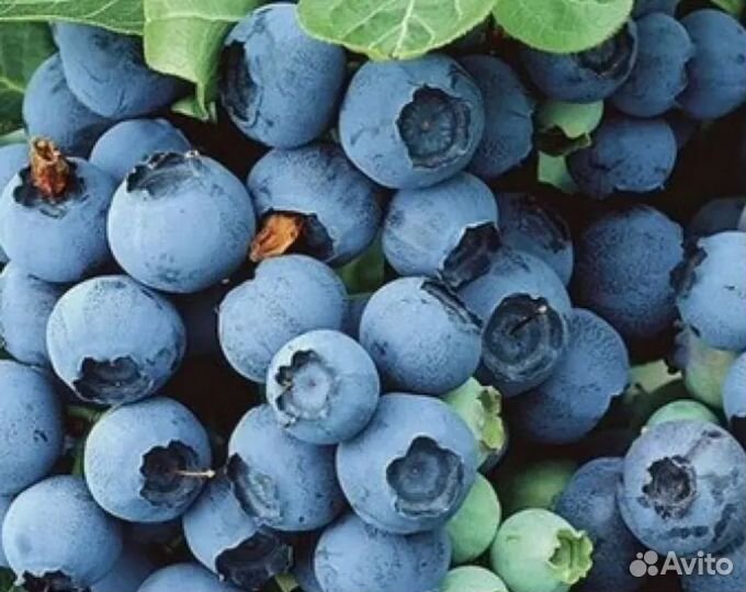 Саженцы голубики