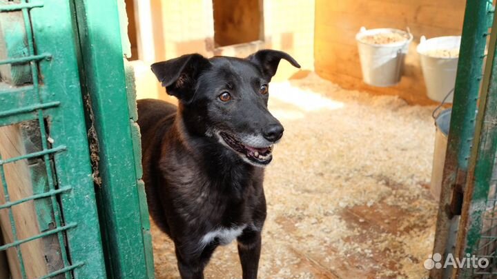 Маленькая собачка Пенни в добрые руки