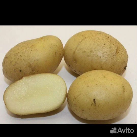 Семенной картофель
