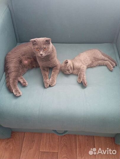 Шотландские вислоухие котята