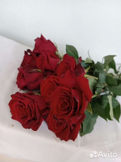 Розы красные, высокие