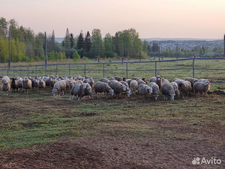 Овцы,Бараны