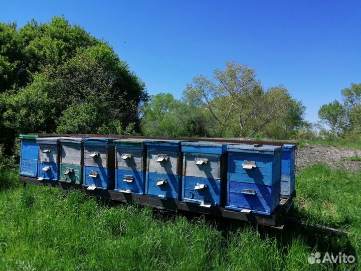 Пчелоприцепы
