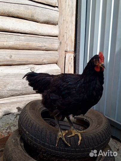 Молодые петушки