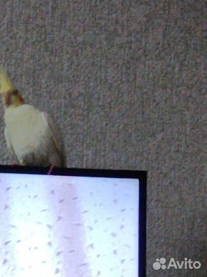 Попугай корелла девочка