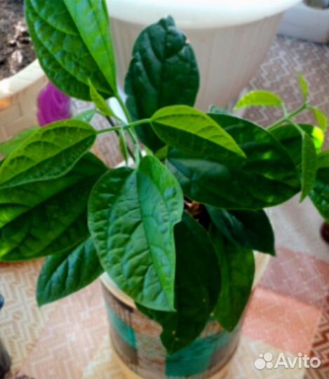 Комнатные растения