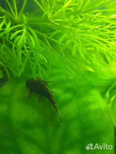 Аквариумные рыбки