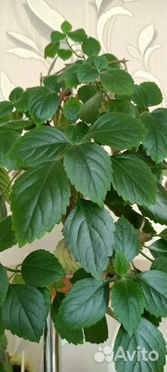 Комнатная мята