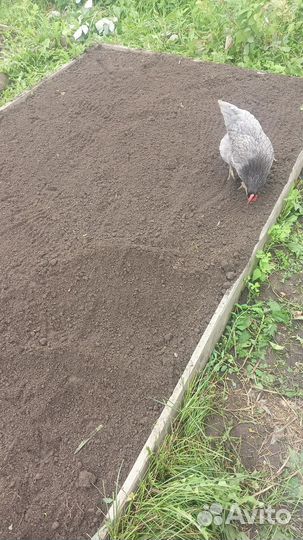 Курицы несушки