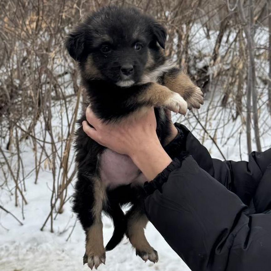 Щенок в добрые руки